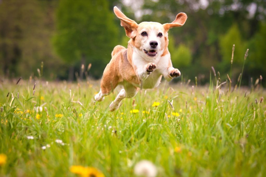 Tiere fotografieren bei Bewölkung