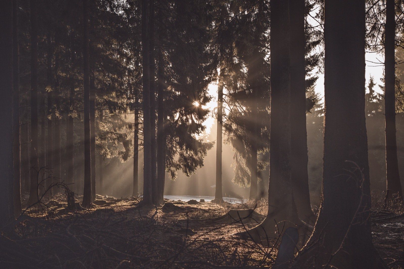 Gegenlicht fotografieren