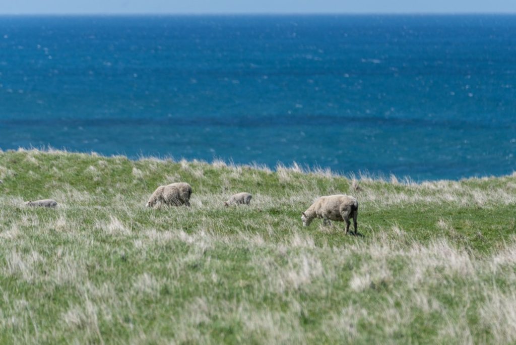 Neuseeland mit dem Campervan
